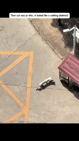 A Scrawny Cat’s New Beginning ☀️#mainecoon #usa #rescue #cat 