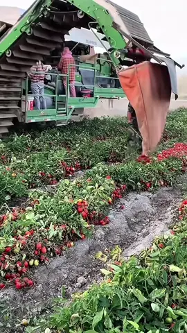 Tomat Kering Jadi solusi Ketika Harga Tomat murah #pertanian #tipsberkebun #petanimodern #fyi #trikpintar #berkebun #gardening