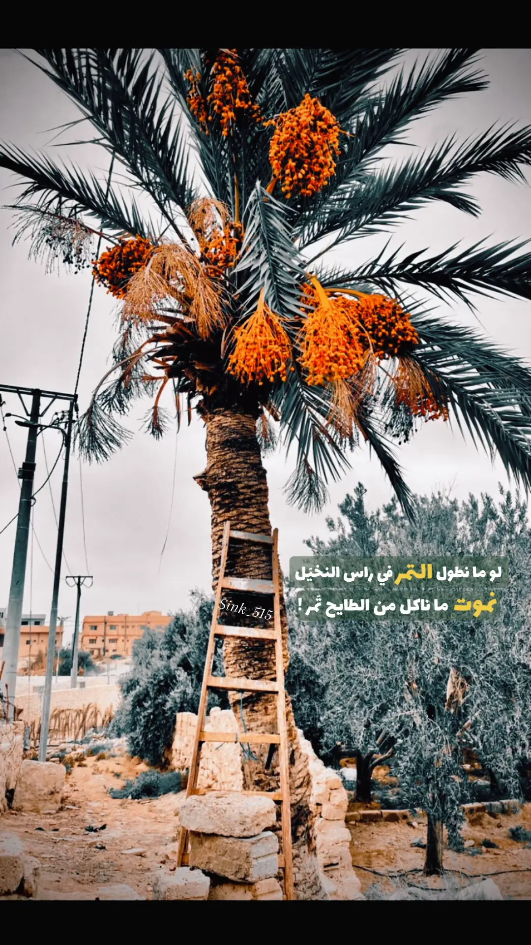 ﮼لو،ما،نطول،التمر،في،راس،النخيل ؛ ﮼نموت،ما،ناكل،من،الطايح،تمر ! #نخل #بساتين_الشامية #معان 💛 #معان_العز #الجنوب ✨
