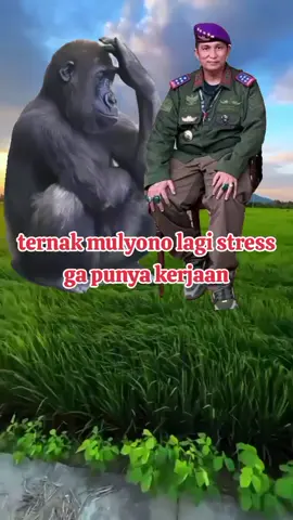 #ternakmulyonolawak #tangkapjokowi #fypp 