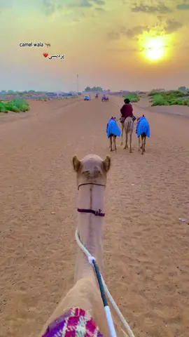 #camelwala 