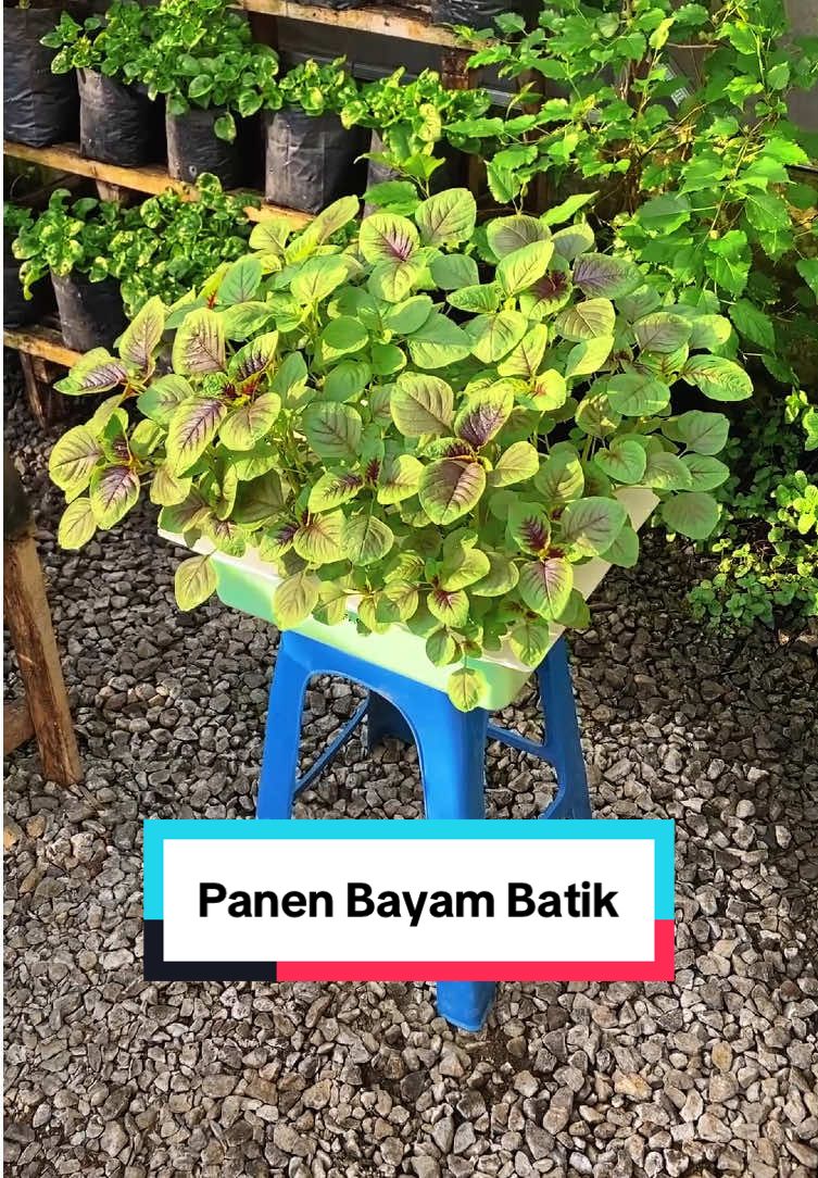 Membalas @miaunha_store Hari ini aku mau panen bayam batik hidroponik yang aku tanam pakai #pakethidroponik dari infarm #infarm #infarmid #pakethidroponik #nutrisiabmix @infarm id 