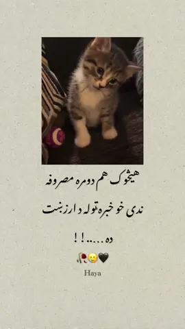 خبره د ارزښت ده کنه هر څوک مصروفه وی🥲✋#haya_05 #viralvideo @𓆩•. °•﮼حیاء🧟‍♀️شیشکه ,•𓆪 #viraltiktok #unfrezzmyaccount 