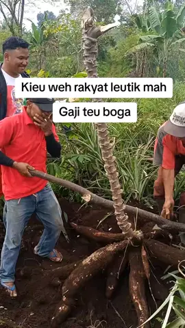 Panen sampeu #rakyatleutik #bapaaing #ineupurwadewisundari 