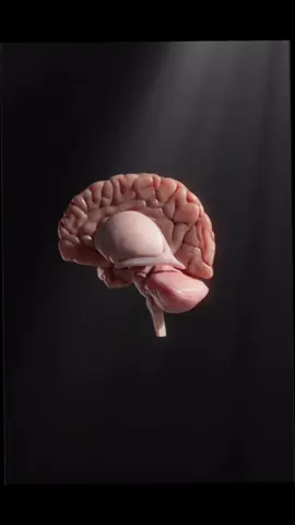 The master of the body- The brain>> #brain #fyp #neuroscience #nurology #fyppppppppppppppppppppppp 