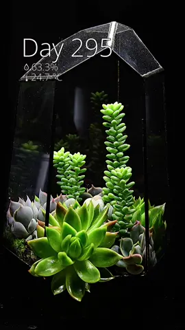 300 days in just 1 minute! I grew a little succulent terrarium in #timelapse 