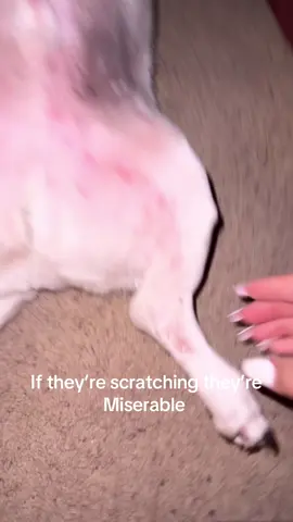 He hasn’t scratched since I put it on this morning!! #skinissuesinpets #PetsOfTikTok 