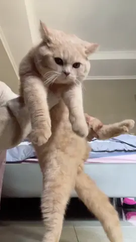 Dj sinso dulu 😎 #djsinso #fyp #catlovers 