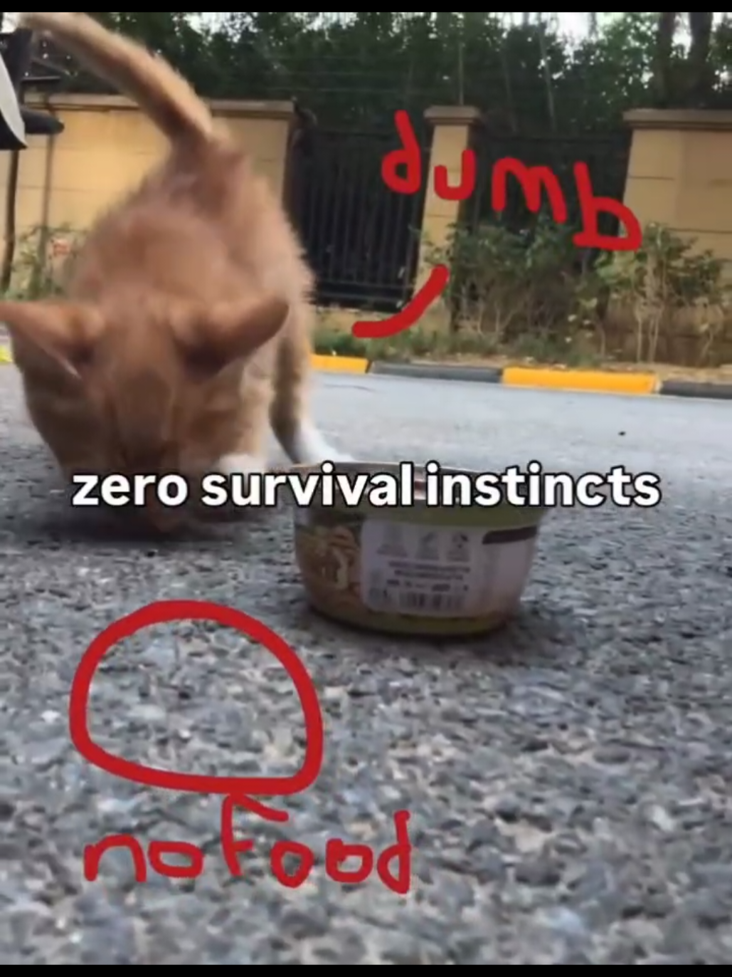 #cat #cats #catsoftiktok #fyp #foryou #catlover #fypシ #fypシ゚viral #fypage #fyppppppppppppppppppppppp #foryoupage #viral #blowthisup 