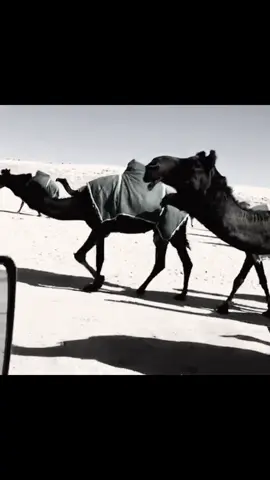 #4u #foryou #fy #ابن_عادي_اشيباني 