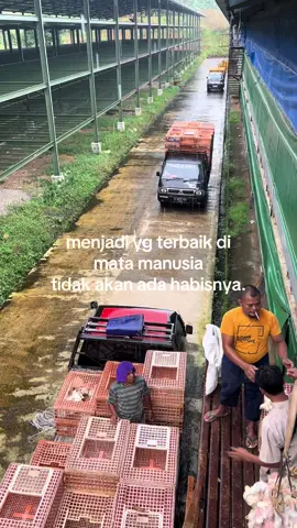 #kurir_pitik🐣#ayambalap#l300maniaindonesia#fyp#CapCut  