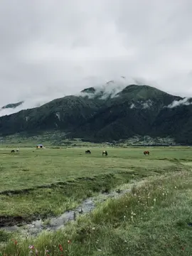 This place is one of my fav now #dhorpatan #nature #monsoon #foryoupage #viralvideo 