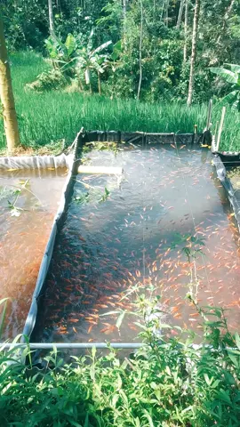 #petaniikan #nilamerah #pengusahamuda 