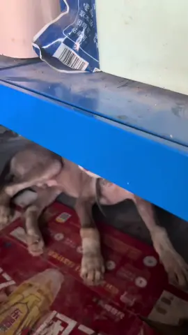 nói nhà bán mật ông nguyên chất mà không ai tin #fyp #animals #funny #pet #dog 