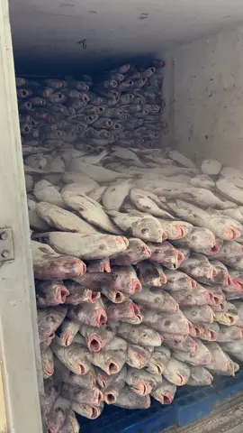 Ikan kaci-kaci pemuatan 1 termo kapasitas 7 ton #jualikan #jualanikan #ikan #ikanfressdarilaut #ikanlaut