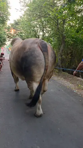 #boyolali24jam #abkkandangmadu #kandangmaduboyolali #berandatiktok 