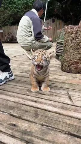 Small roar, big dreams. 🐅✨ #BabyTiger #TigerCub #CuteAnimals #WildAndFree #TinyButMighty 