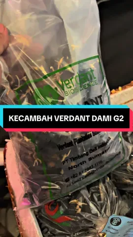 #petanisawit #benihsawitunggul #bibitsawitunggul #sawit #benihoriginal 