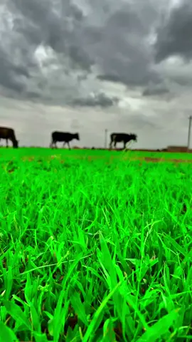 #السودان_مشاهير_تيك_توك #البطانة_جمال_البادية_والريف #الخريف_والجو_الجميل🍁🍂 #مشاهير_تيك_توك 