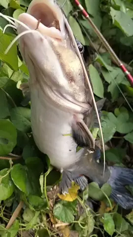 baung jantan #mancing #mancingliar 