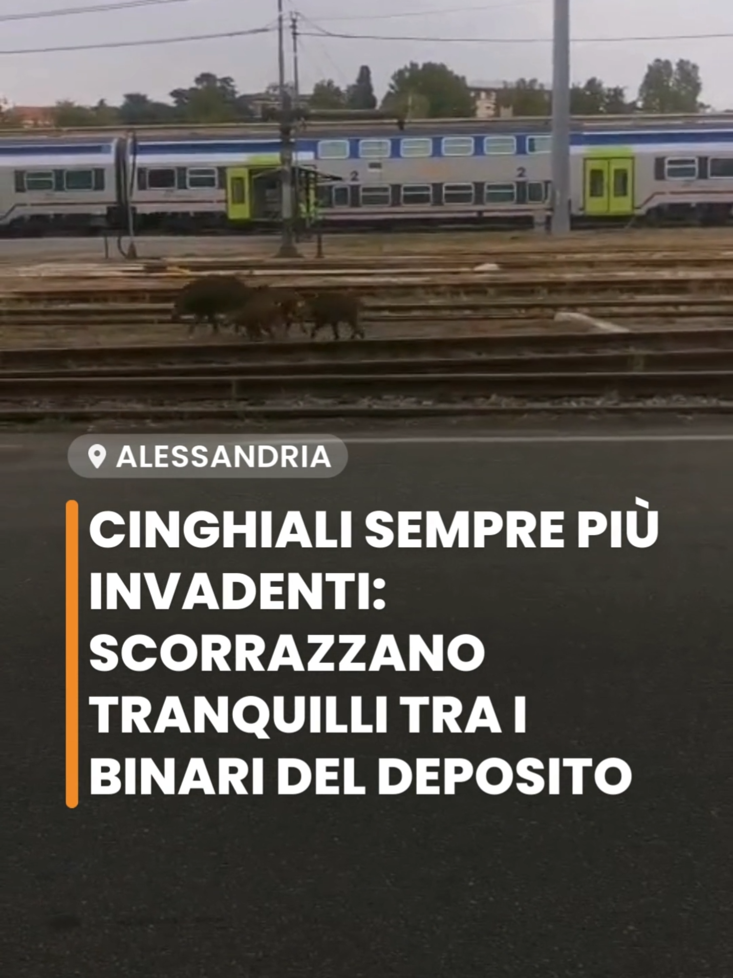 🐗 Altro giro, altra corsa… di cinghiali. Nel video del nostro lettore Rosario, scorrazzano tranquilli tra i binari del deposito ferroviario di #alessandria. Finché non vedono un operatore davanti a loro 👀 #cinghiali #deposito #ferrovie #wildlifeinurbano #radiogoldnews #radiogold #radiogoldalessandria #cronacaassurda