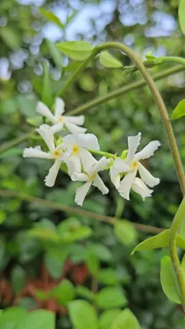 #يا_مينا_الحبايب_يا_بيروت #فيروز #الحب #صباحكم_سعادهـ🌸🍃 