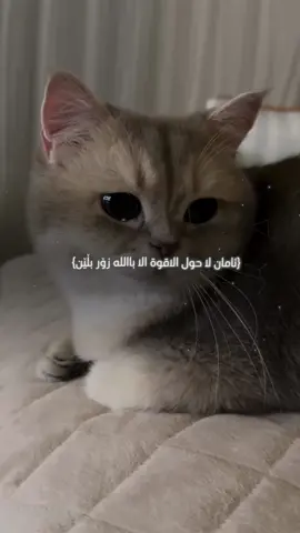 🥺🤎#run4ky #catlover 