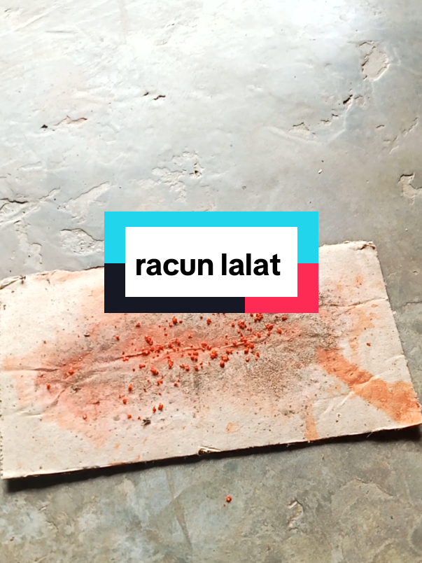 racun lalat paling ampuh ya cuma ini #racunlalat #racunlalatampuh 