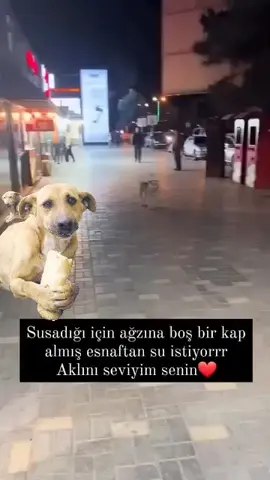 Dilsiz kullar için Allah rızası için kapılarınızın önüne bu garipler için su ve mama koymayı ihmal etmeyin #dilsizdostlar #merhamet #iyilik 