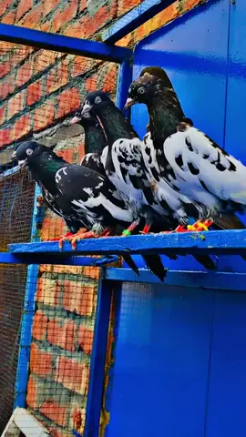 #Lahore #sandwichkashmir #sandwichtiktok #usa #shahzada 