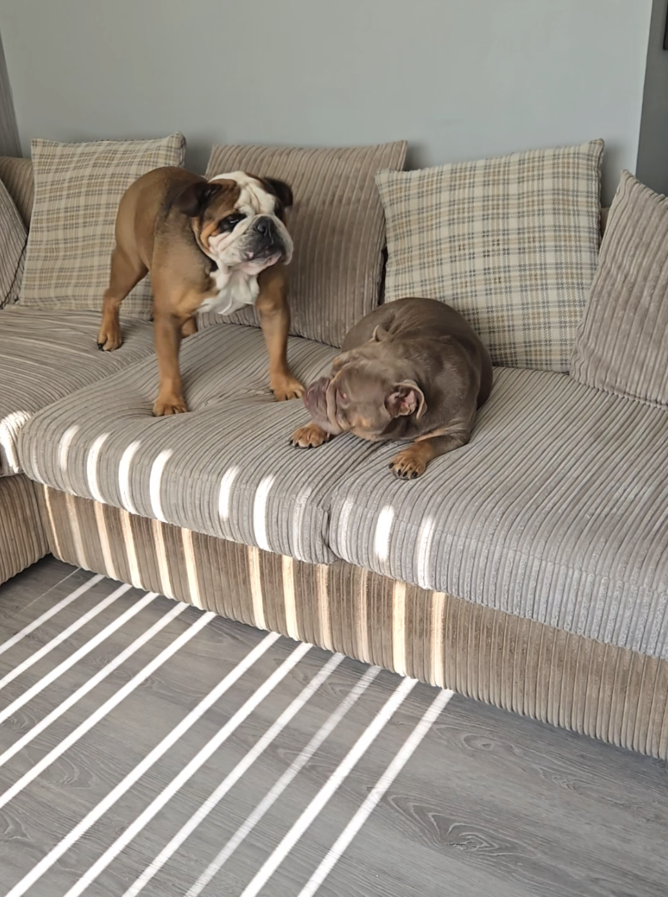 #englishbulldog #animalantics #foryoupage #fyp #foryou 