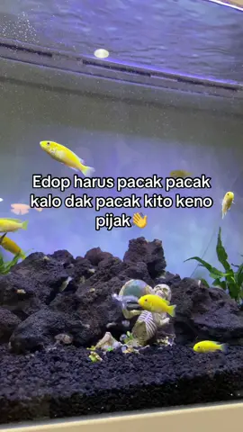 #palembang #viral 