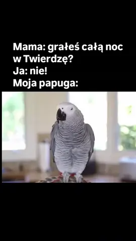 Tak było #twierdza #twierdzakrzyżowiec #gry #dc #fyp 