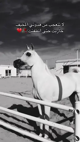 #خيل_وخياله🐎 #خيل_وخياله🐎🖤ماشاءالله_اللهم_بارك🧿♥️ #viral #fyp #اقتباسات 