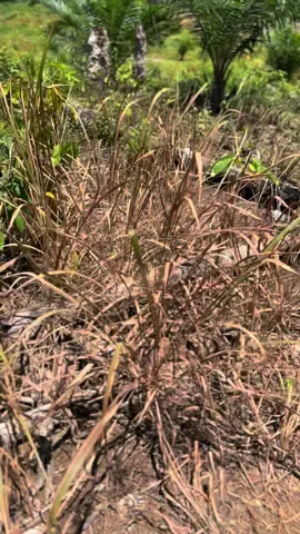 Herbisida untuk ilalang super ampuh sampai ke akar #herbisidarumput #herbisidailalang #obatrumput #fyppppppppppppppppppppppp #foryou 