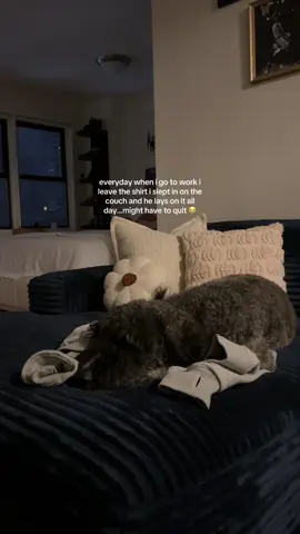 that’s it i’m quitting. PAPA😭 #fyp #dogs #goldendoodlesoftiktok #nycdogs 