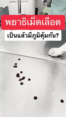 น้องหมาเป็นพยาธิเม็ดเลือดแล้วกลับมาเป็นใหม่เพราะ..#พยาธิเม็ดเลือด #หมาเป็นพยาธิเม็ดเลือด #หมาเลือดออกจากจมูก #หมาเลือดออกปาก 