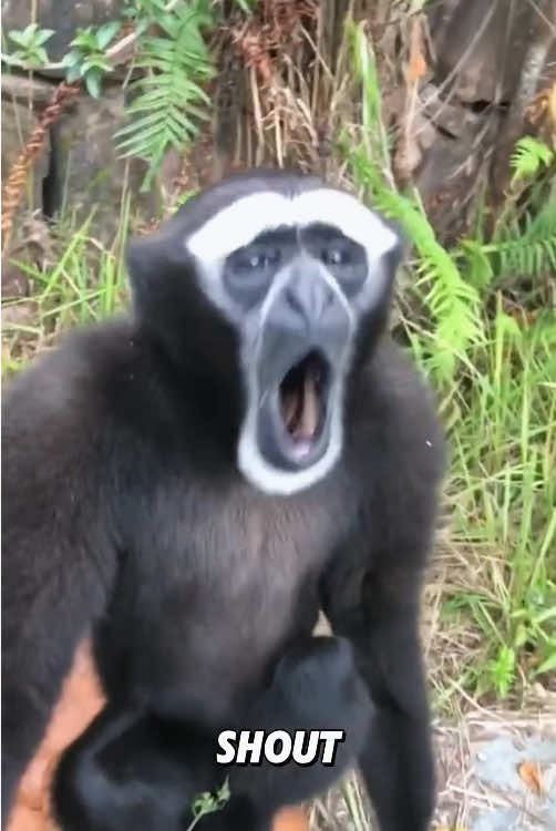 “Gibbons love hugs.”#cute #animals #foryou #fyp #tiktok #viral 