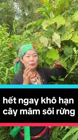 hết ngay khô hạn tàn nhanh đồi mồi tăng nội tiết tố nữ bằng cây mâm sôi rừng thiên nhiên quý#dthanhthaoduocnguoidao #khohan #tangnoitietto #suckhoechomoinguoi #xuhuongtiktok 