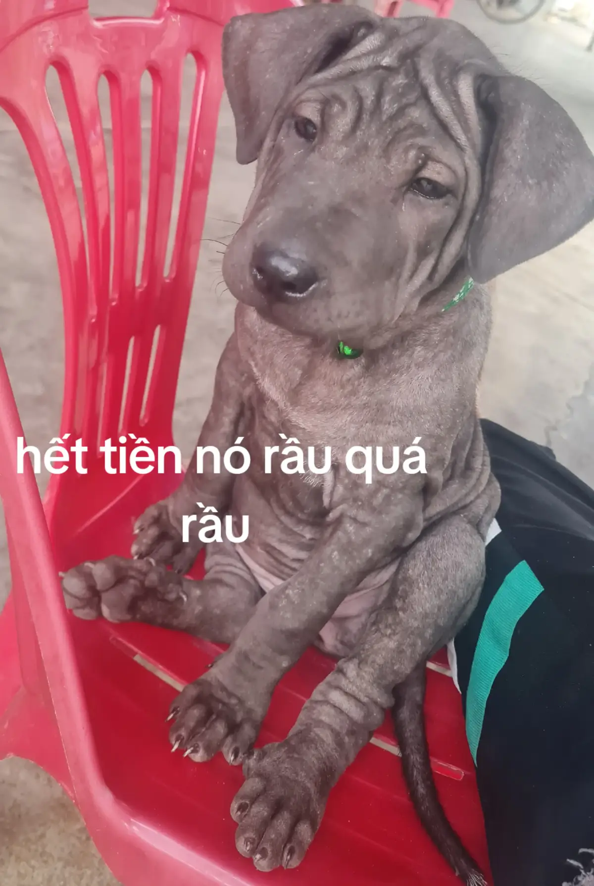 hết tiền tiêu rầu quá 😭😭