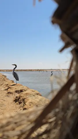 #مطروح_رأس_الحكمه_النجيله_براني_السلوم #السلوم__حدود______مصر____وليبيا😎 #السلوم_حدود_مصر_الغربيه🇱🇾🇪🇬🔥 #الله،المستعان،🖤 