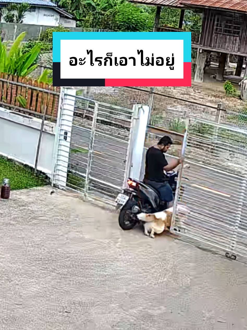 กว่าจะได้ออกบ้านต้องเหนื่อยทุกรอบเปิ10รอบก็จะออก10รอบ#บางแก้วติ๊งต๊อง🤪🐕 #สัตว์โลกtiktok #สัตว์โลกผู้น่ารัก #สุนัขบางแก้วแท้ #บางแก้วน่ารัก🐶💕🥰 