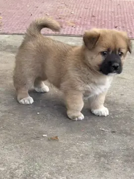😳#foryou #viral #creatorsearchinsights #cute #puppy 