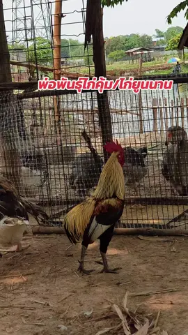 พ่อพันธ์ไก่คุ้ม(ไก่ยูนนาน)#ไก่คุ้ม#ไก่ยูนนาน