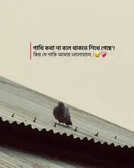 পাখি কথা না বলে থাকতে শিখে গেছে'কিন্ত সে নাকি আমায় ভালোবাসে..!😅❤️‍🩹#fyp #trending #asmishal @TikTok 