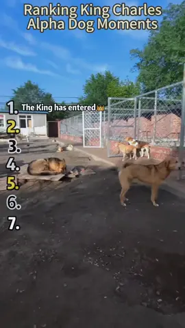 King Charles Alpha Dog Aura Moments#dog#funny#fyp#foryou#kingcharlesdog