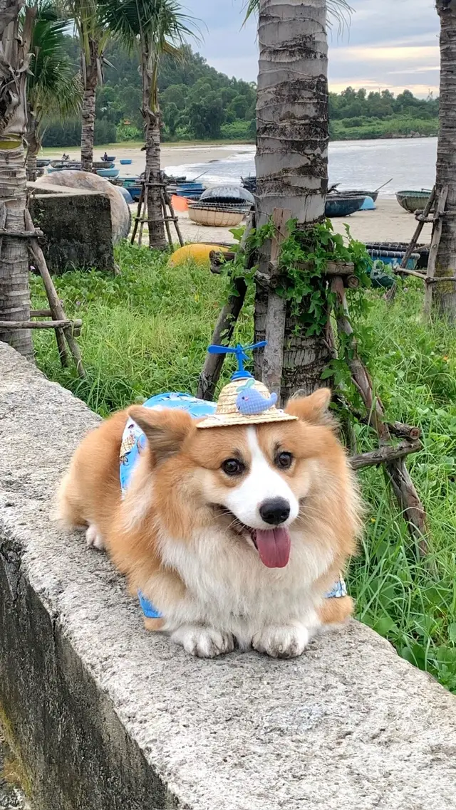 #corgi #corgisoftiktok #xh #viral #harudichchui 