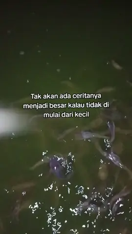 🤗🤗🤗#4u #peternakmuda #ikanlele #ternaklele #fypage 