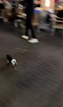 شيرين 😂😂😂😂😂#حيوانات_ابو_اسيا 