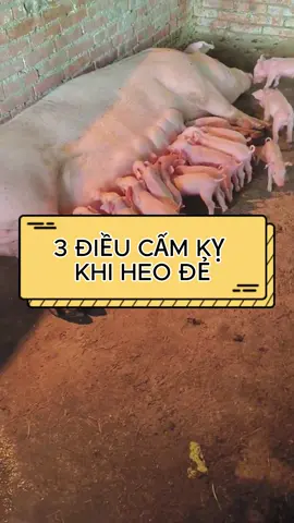 3 điều cấm kỵ khi heo đẻ#channuoi #channuoiheo #channuoihieuqua #greenfree #thaibio 